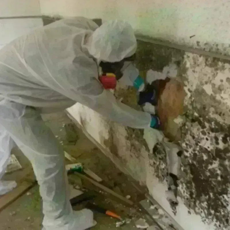 Mold Remediation and Removal in Bartonville, IL